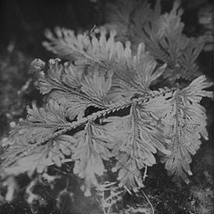 Ssabae - le roi est l’oiseau