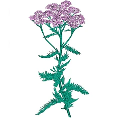 Patricia Wolf - Music To Watch Seeds Grow By 009: Patricia Wolf (Yarrow)