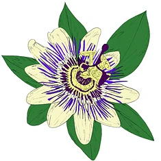Kif Productions - Music To Watch Seeds Grow By 010: Kif Productions (Passiflora)