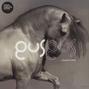 Gus Gus - Arabian Horse