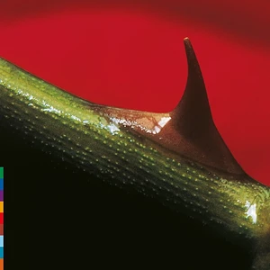 Nusrat Fateh Ali Khan & Michael Brook - Night Song