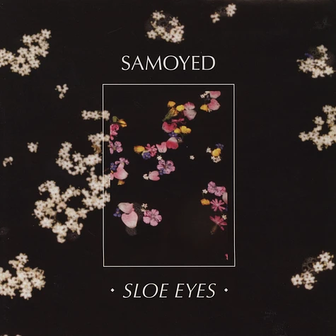 Samoyed - Sloe Eyes