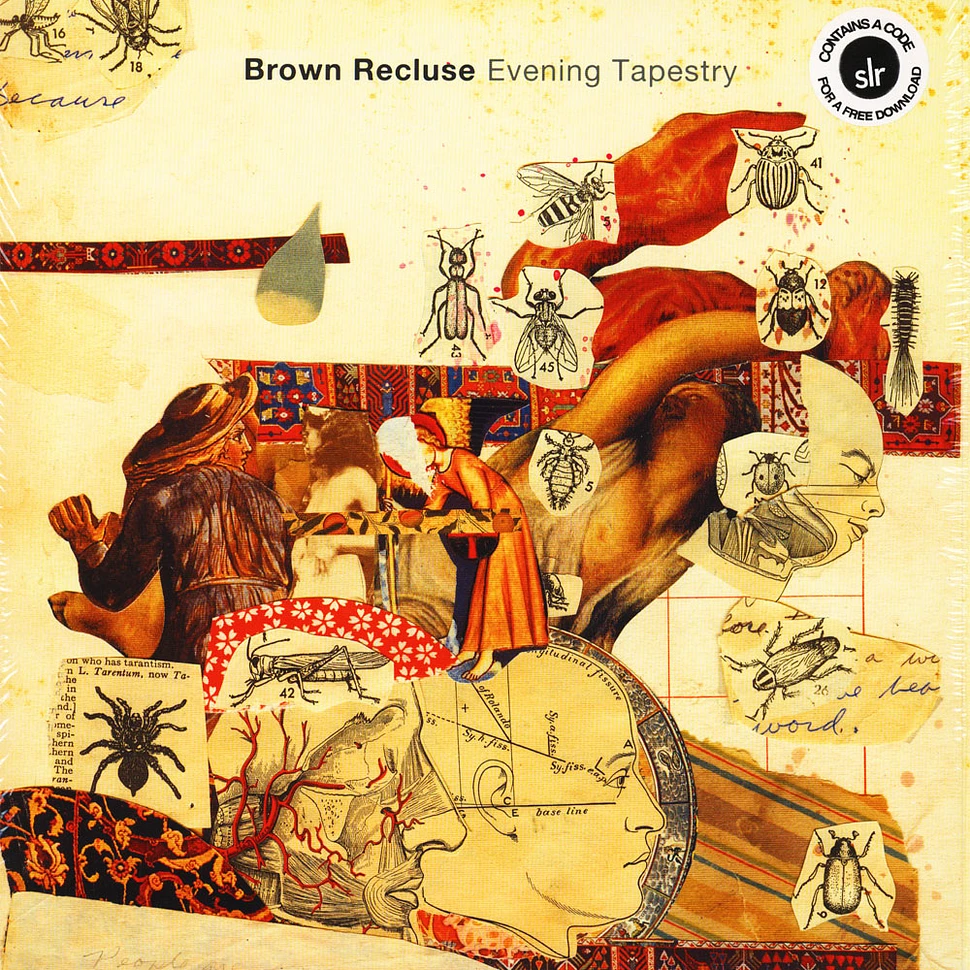 Brown Recluse - Evening Tapestry