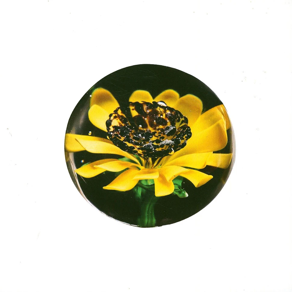 Sunflower Aquarium - Untitled